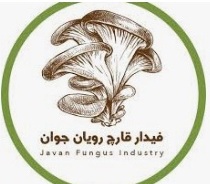 فیدار قارچ رویان جوان فیدار قارچ رویان جوان